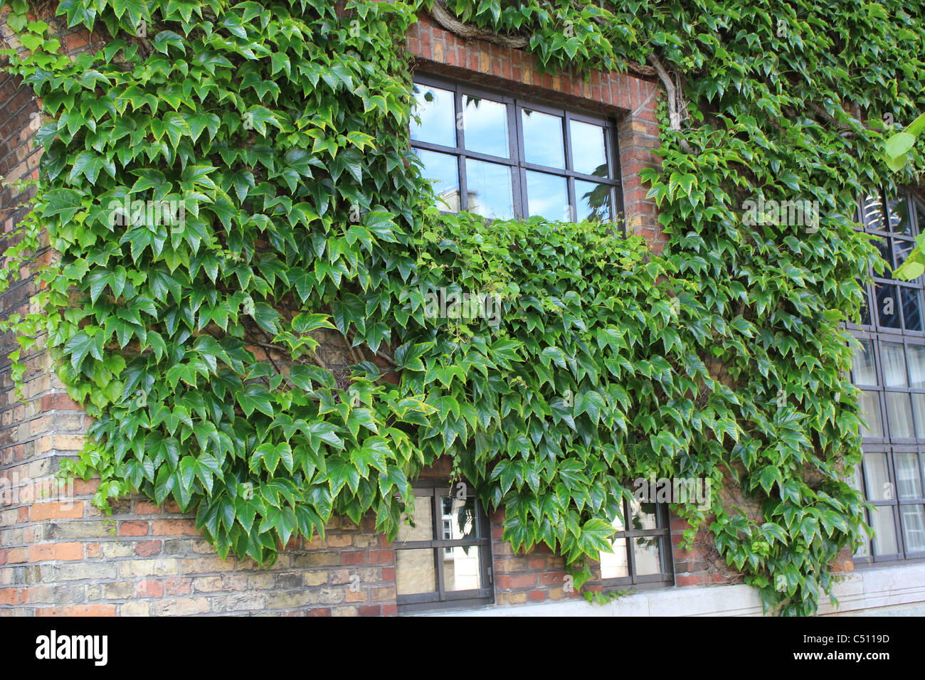 Efeu wächst auf einer Ziegelmauer um Fenster, Kopenhagen, Dänemark Stockfoto
