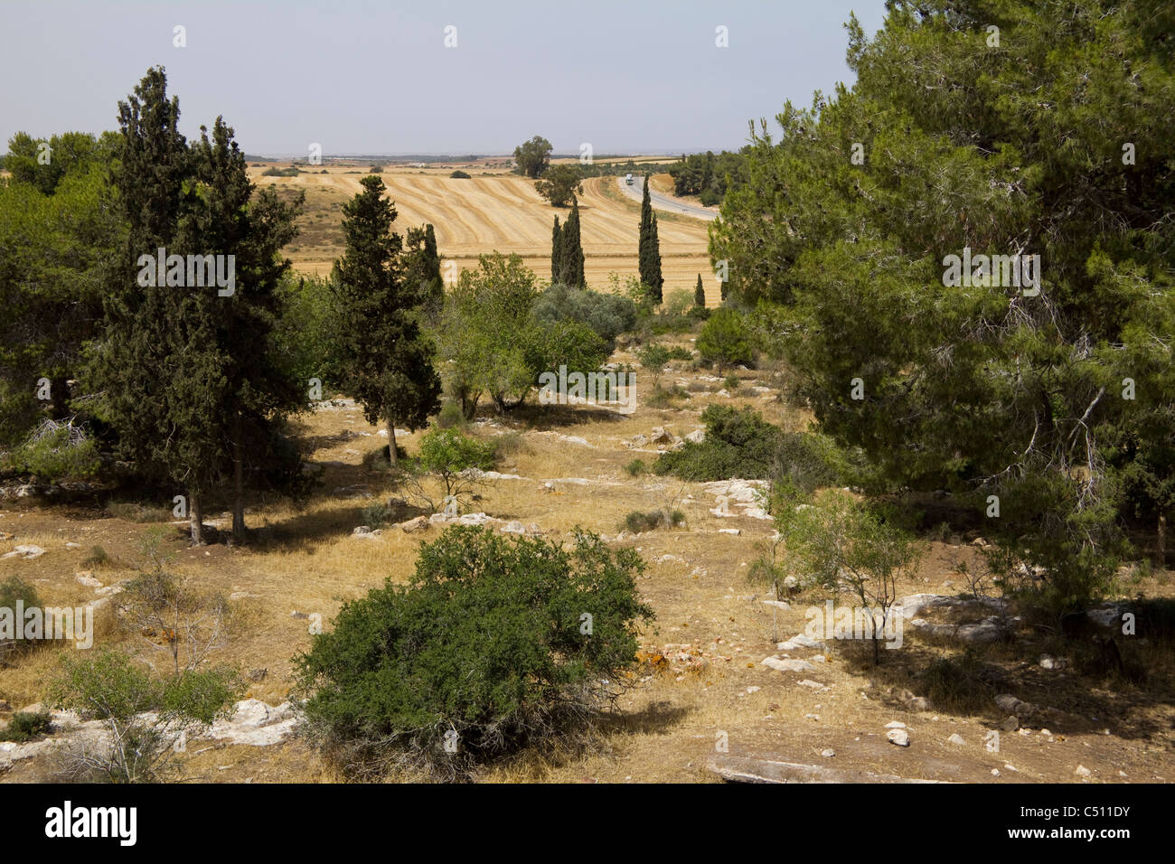 Aussicht auf Wälder und Felder in den Hügeln von Judäa, Israel Stockfoto