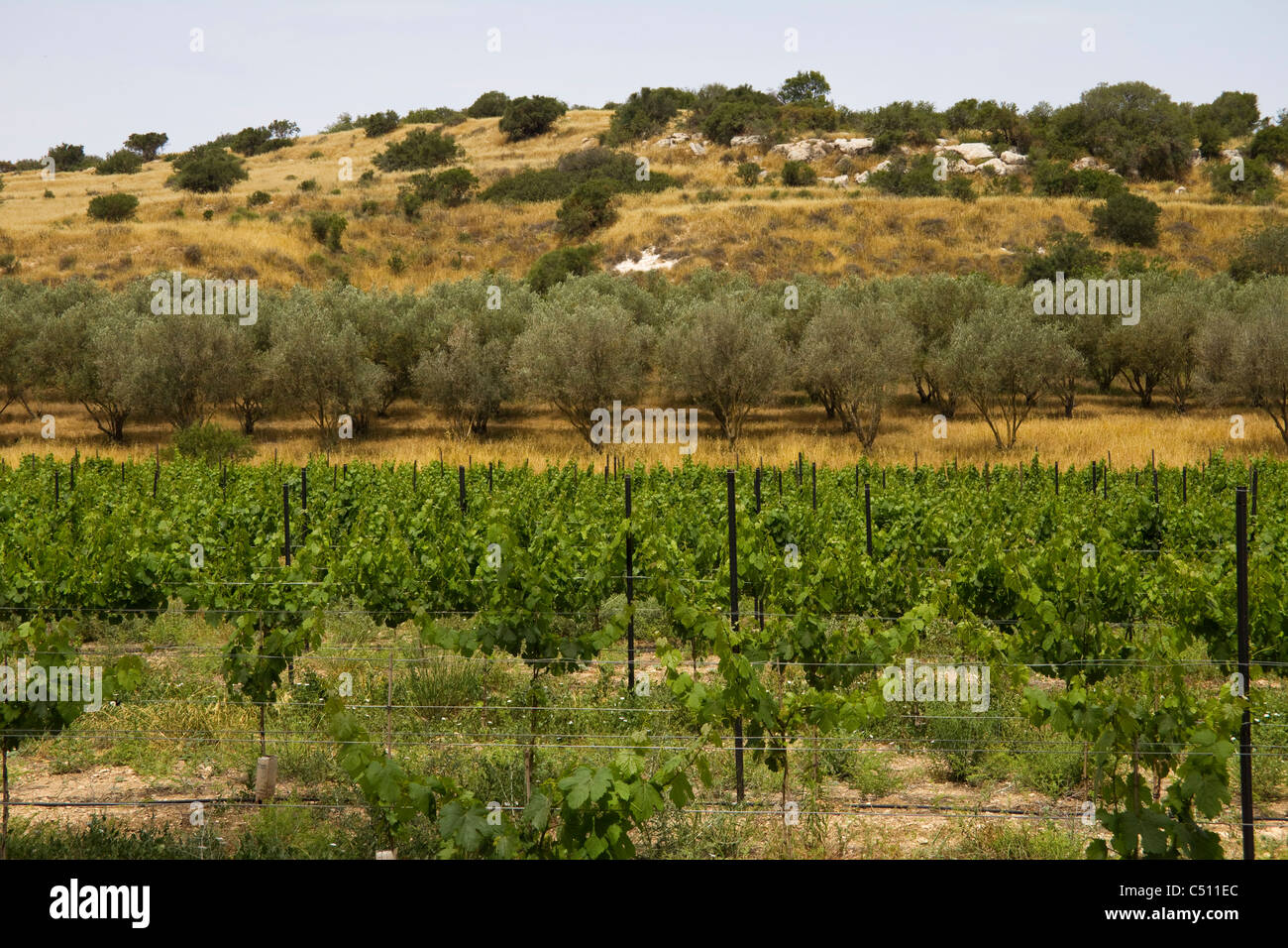 Weinbergen und Olivenhainen in den Hügeln von Judäa, Israel Stockfoto