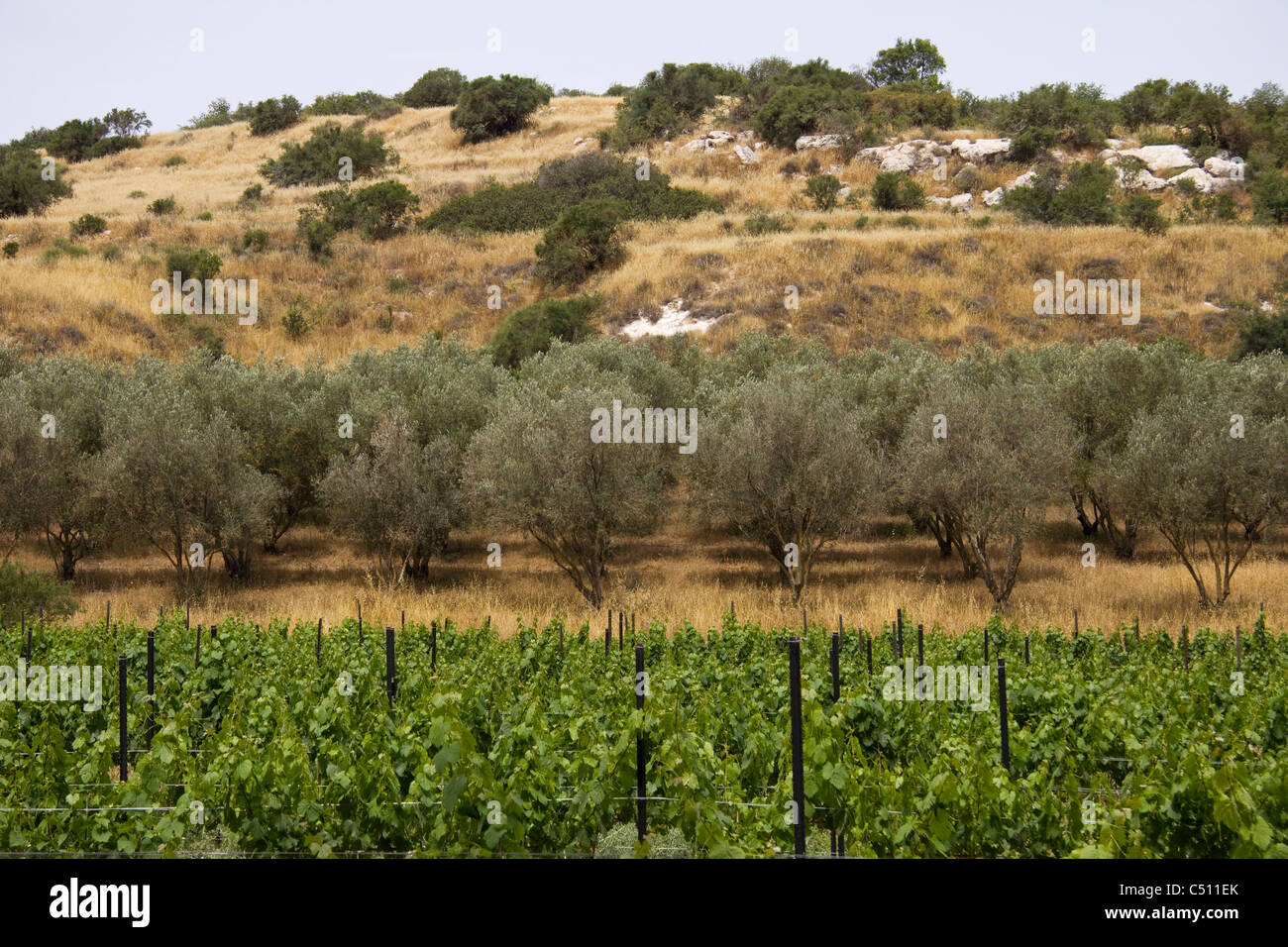 Weinbergen und Olivenhainen in den Hügeln von Judäa, Israel Stockfoto