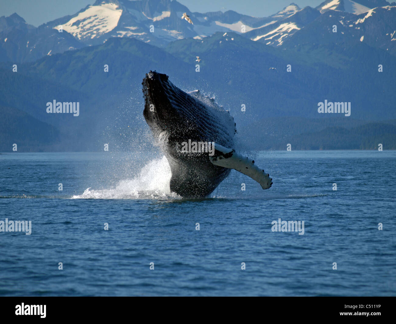 Buckelwal Verletzung im südöstlichen Alaska. Stockfoto