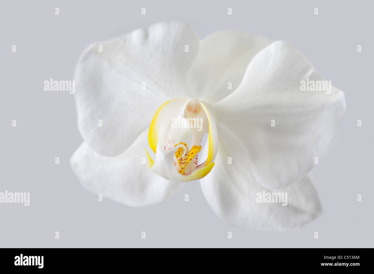Makroaufnahme einer einzigen Orchidee Blume auf blauem Hintergrund isoliert Stockfoto