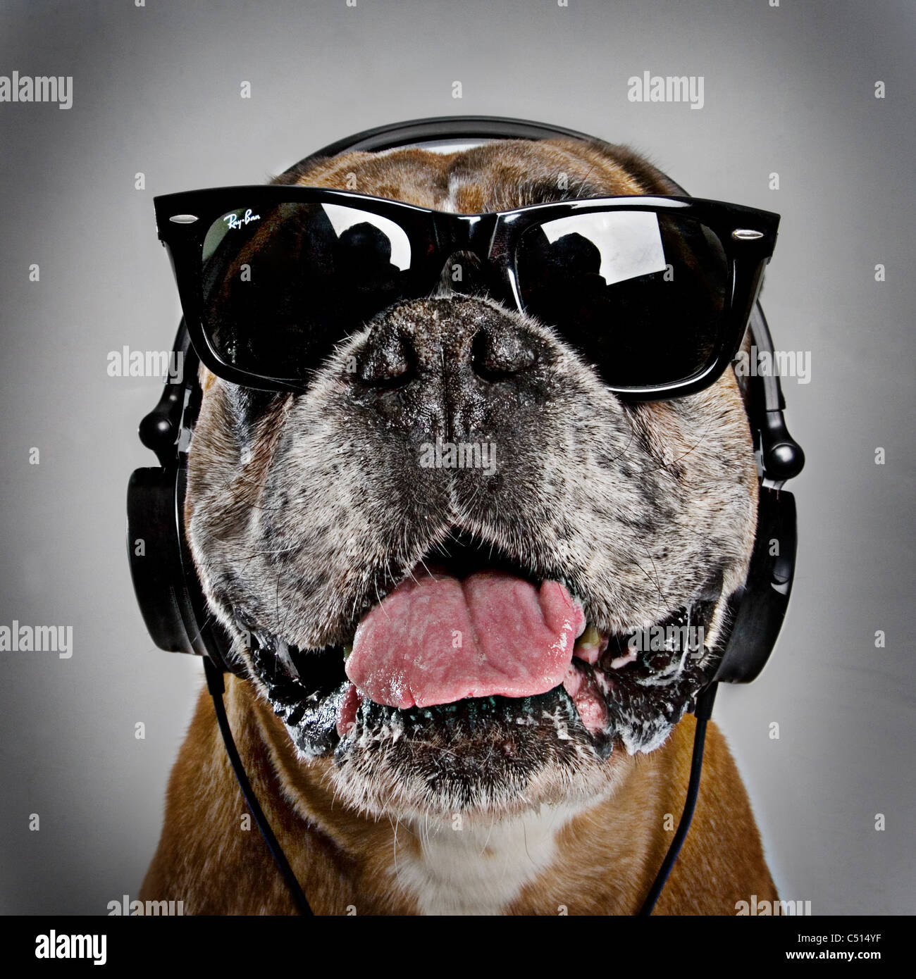 cool Boxer Hund Stockfoto
