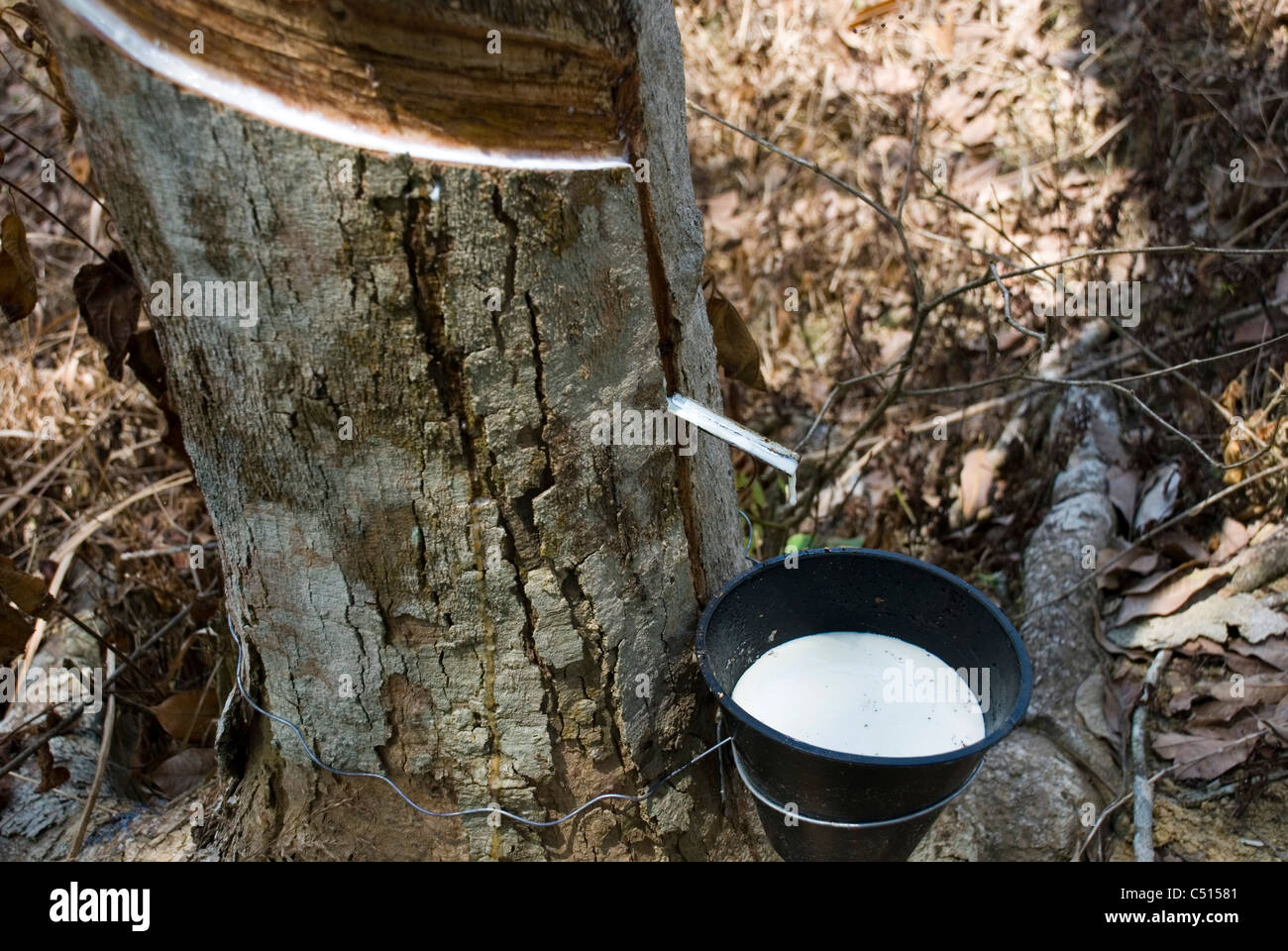 Latex aus einer abgegriffenen Gummibaum gesammelt werden Stockfoto