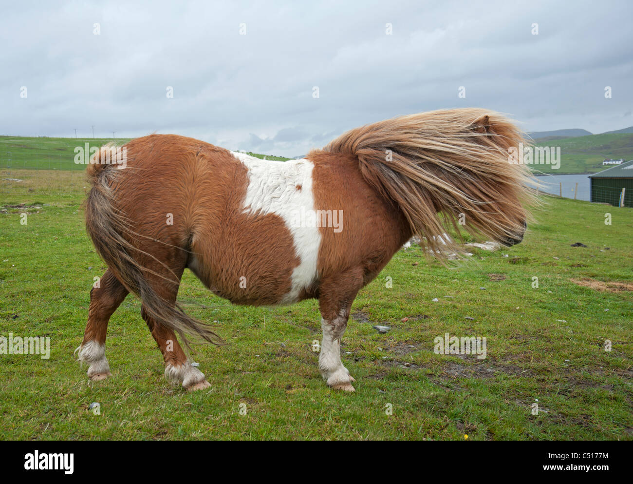 Shetland-Pony in der Nähe von windigen Brücke Wände, Mainland, Shetland. SCO 7418 Stockfoto