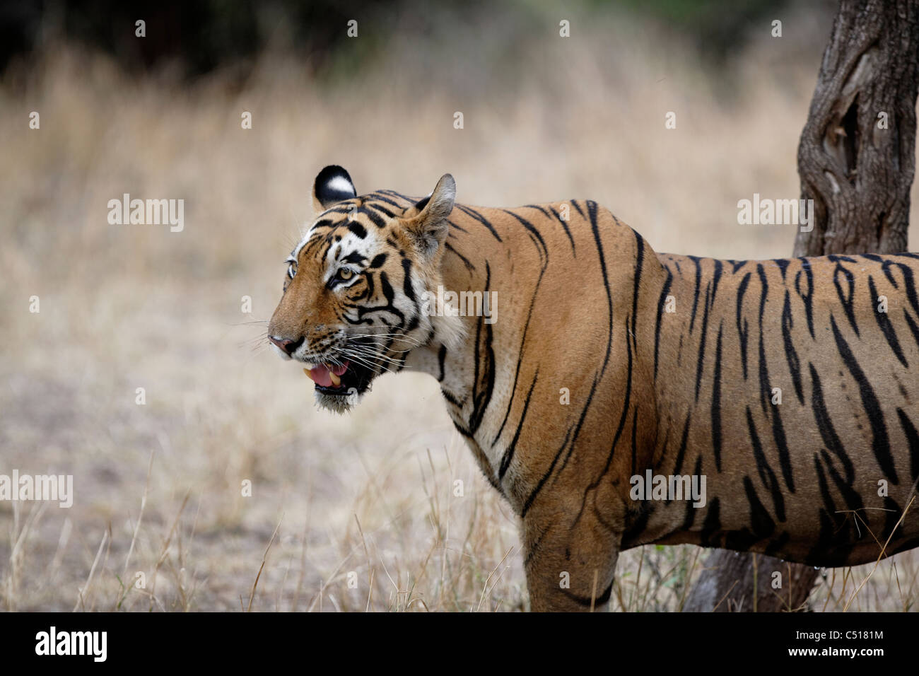 Erwachsene männliche Tiger beobachten eine Beute im Wald des Ranthambhore, Indien. (Panthera Tigris) Stockfoto