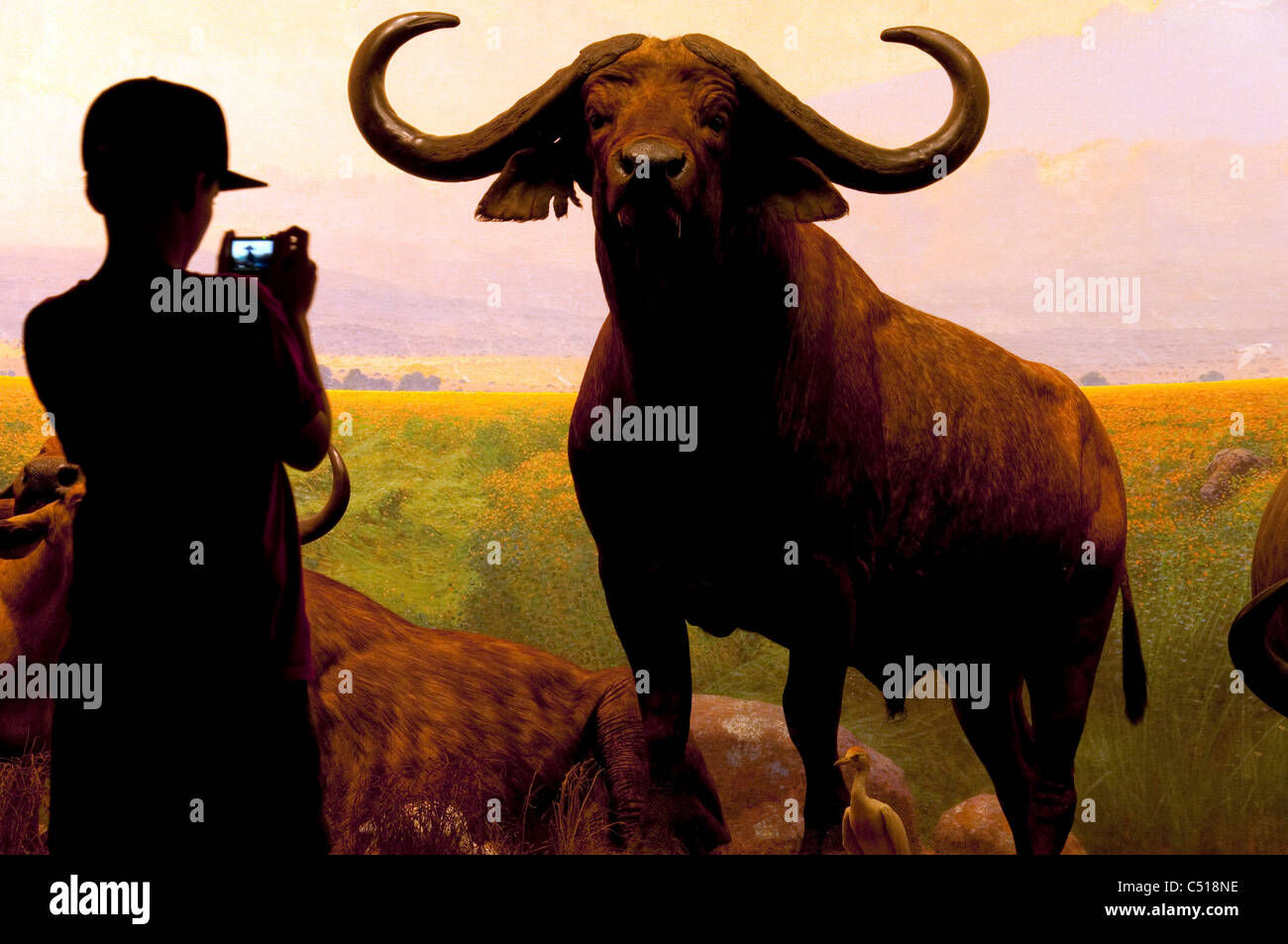 Nordamerikanischen Säugetiere, American Museum of Natural History, New York City Stockfoto