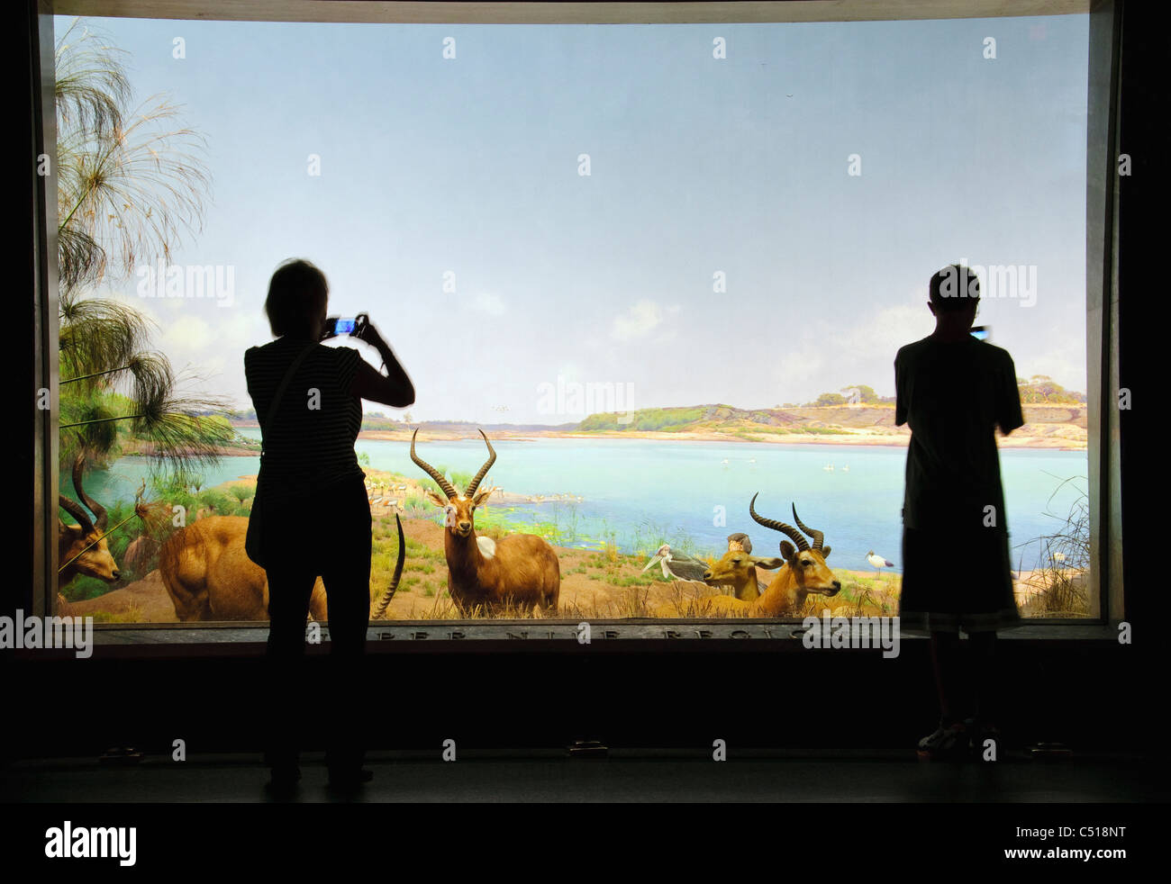 Nordamerikanischen Säugetiere, American Museum of Natural History, New York City Stockfoto