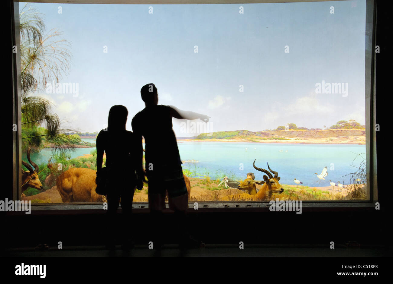 Nordamerikanischen Säugetiere, American Museum of Natural History, New York City Stockfoto