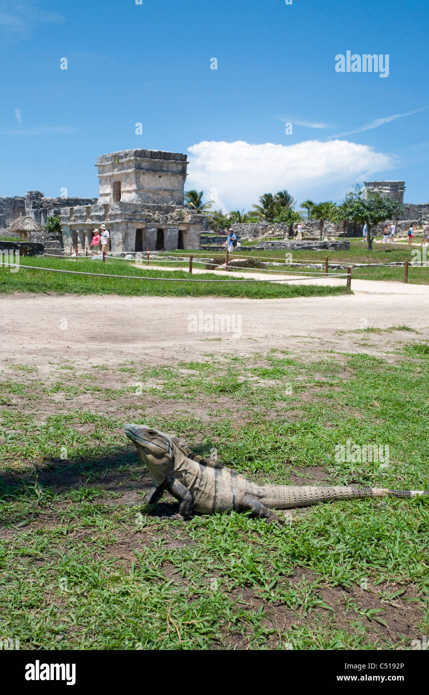 Iguna nimmt ein Sonnenbad vor den Ruinen von Tulum, Archäologische Zone, Quintana Roo, Tulum, Mexiko Stockfoto