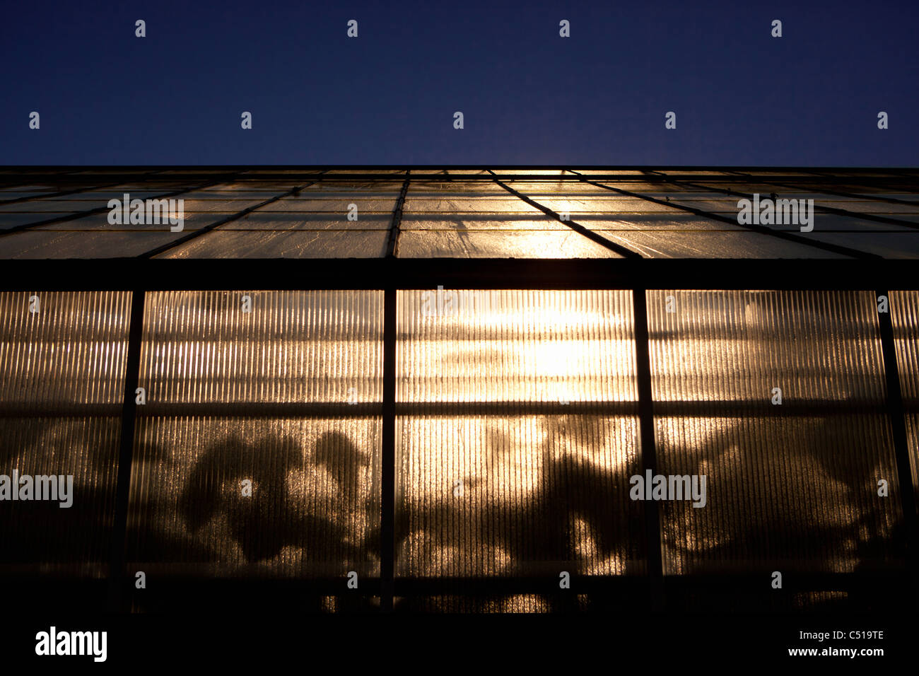 In einem Gewächshaus Milchglas Fenster spähen und die Schatten und Umrisse  der Blätter zu erkennen Stockfotografie - Alamy