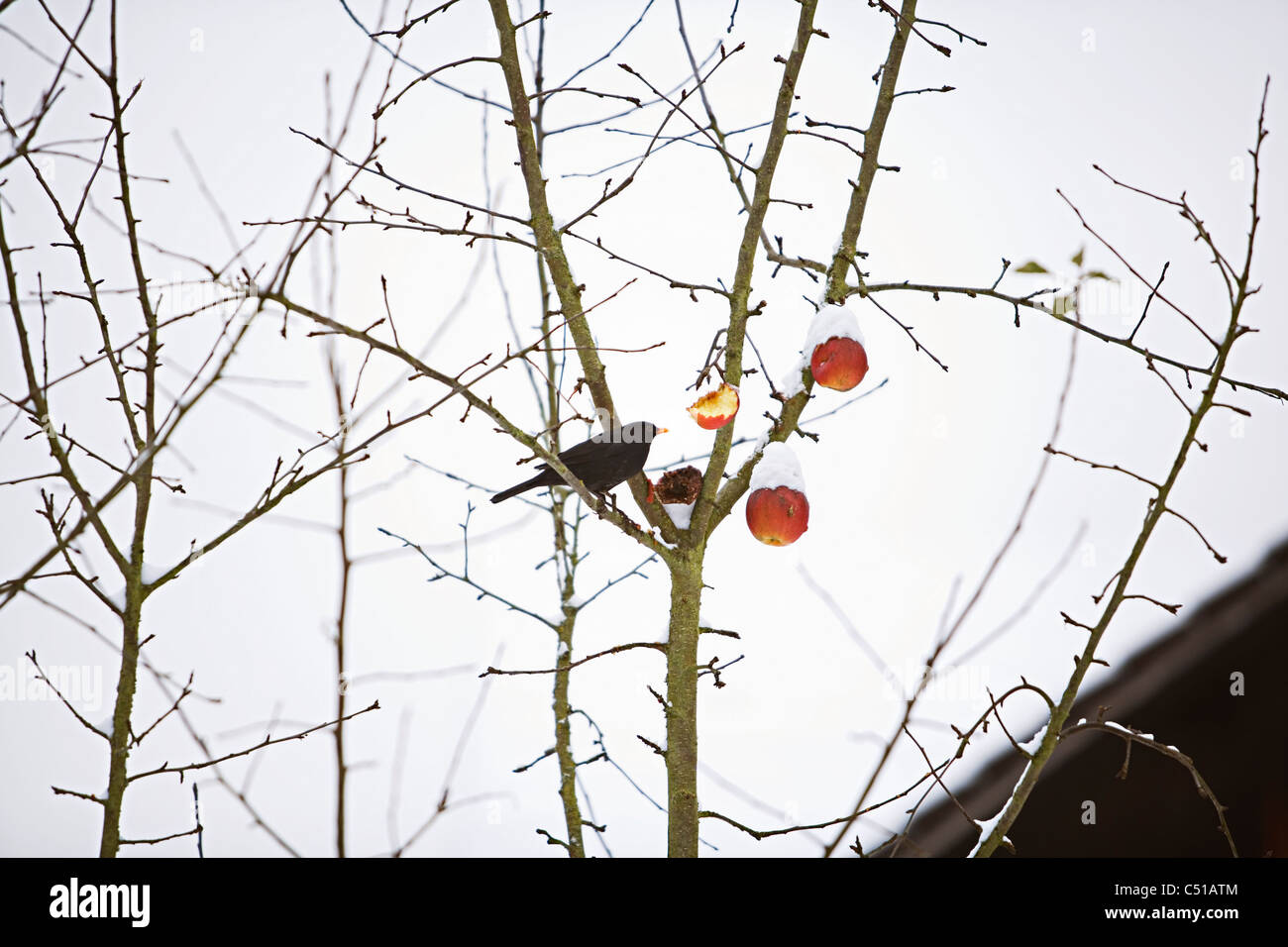 Amsel, die Fütterung auf Äpfel im winter Stockfoto