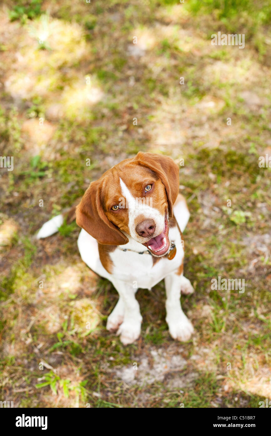 Porträt des Beagle Stockfoto