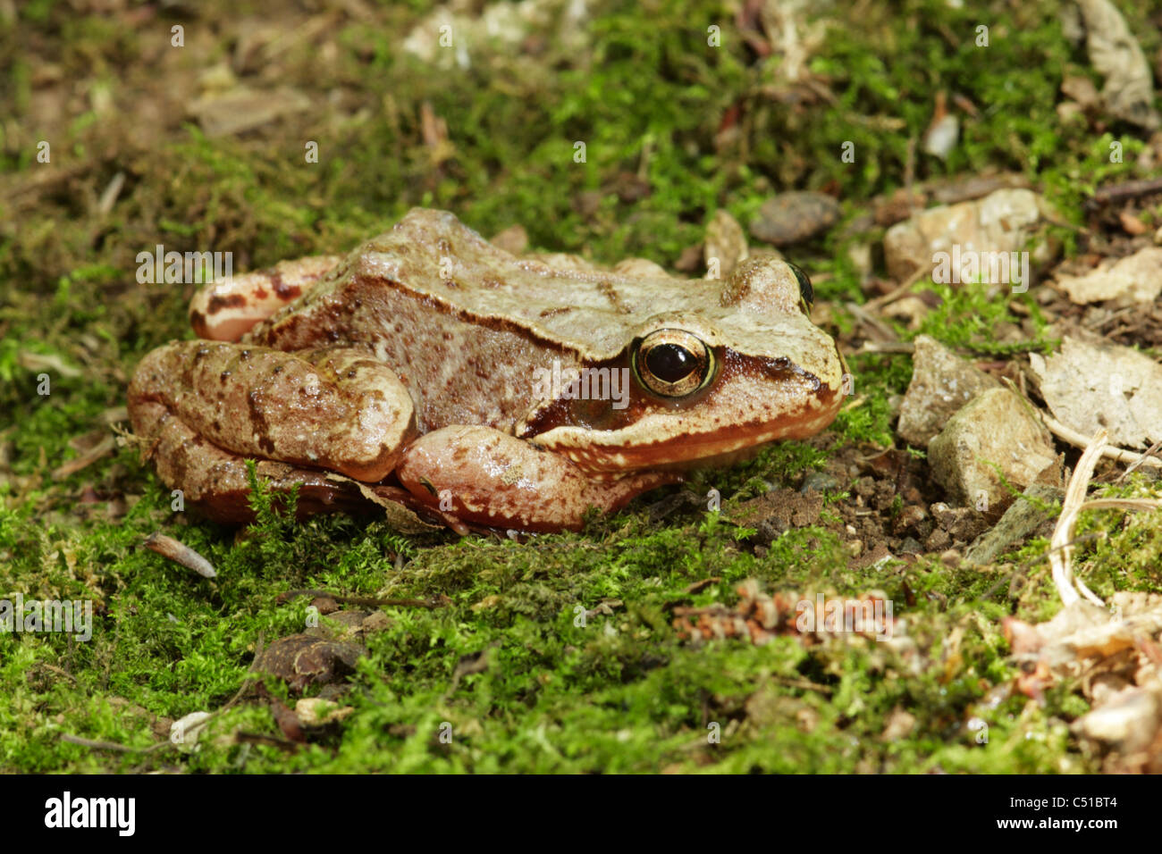 Springfrosch (Rana Dalmatina) Stockfoto