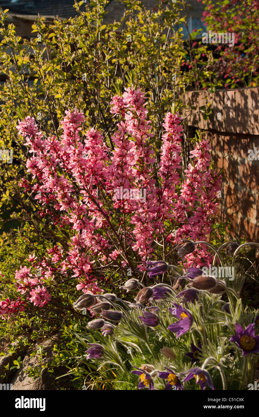 Prunus Tenella blüht im April.  Sterbedatum Zwerg-Mandel Blüht Im April. Stockfoto