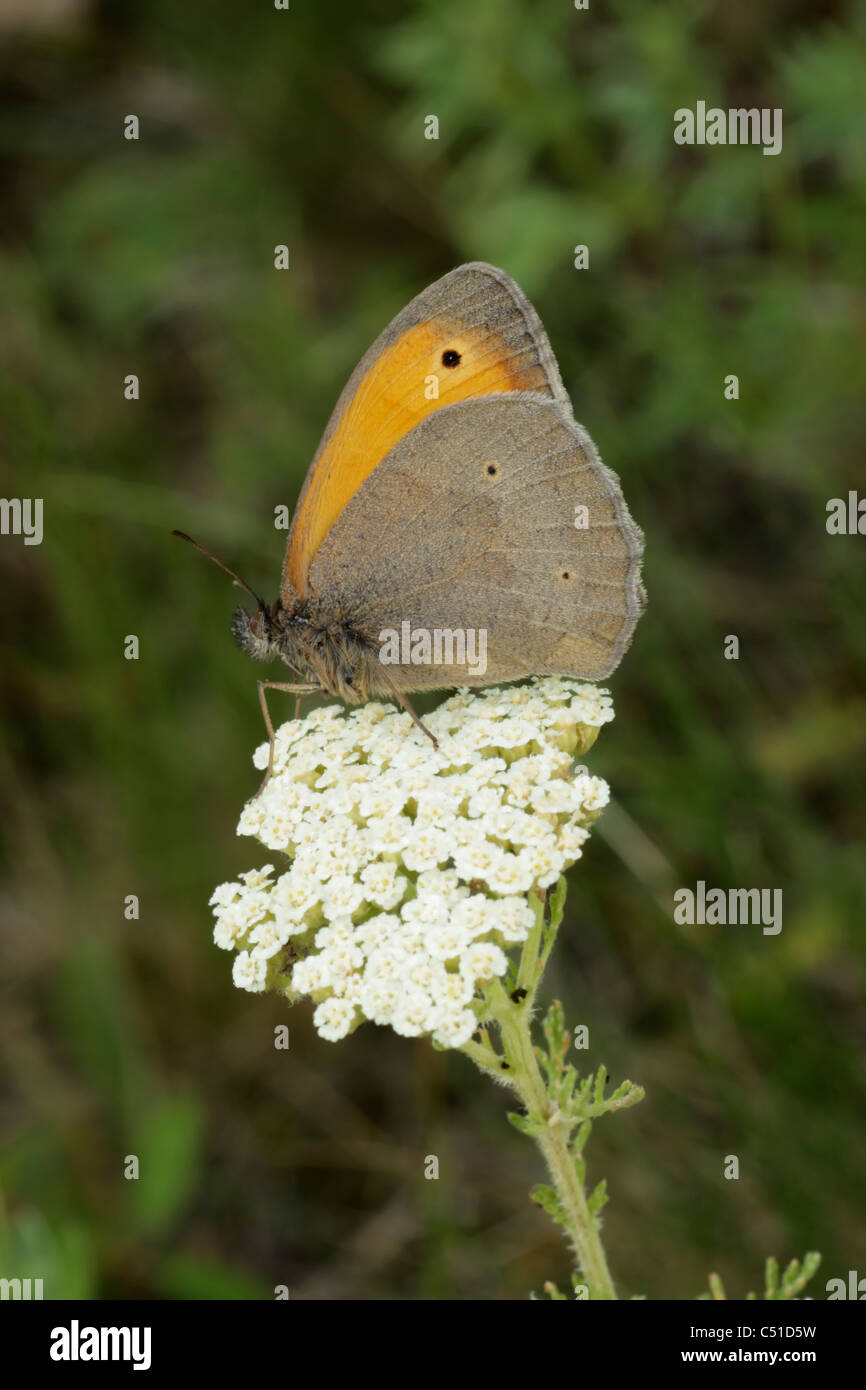 Wiese braun Schmetterling (Maniola Jurtina) Stockfoto