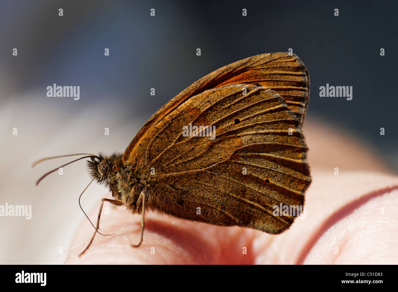 Wiese braun Schmetterling (Maniola Jurtina) ruht auf einem Personen-hand Stockfoto