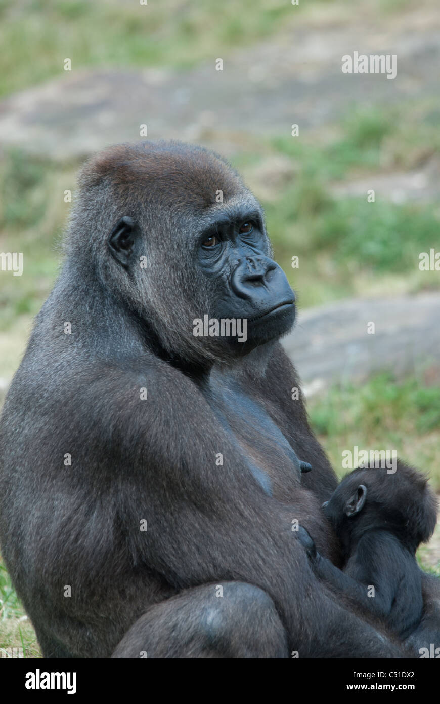 eine Mutter und ihre niedlichen Baby Gorilla in Nahaufnahme Stockfoto