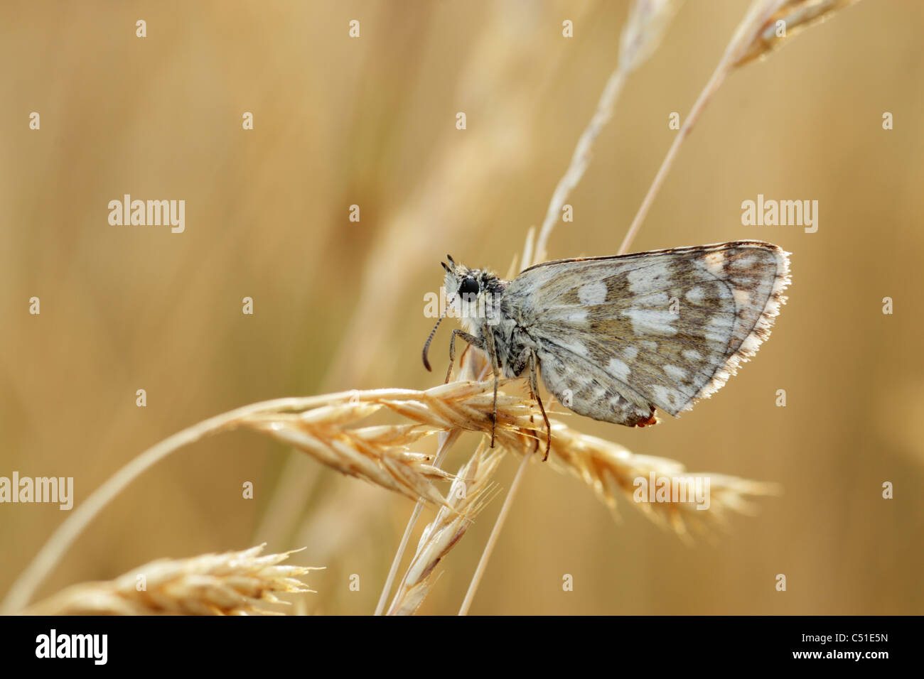 Ergrauten Skipper (Pyrgus Malvae) thront auf grasbewachsenen Saatgut Kopf zeigt die Unterseite der Flügel Stockfoto