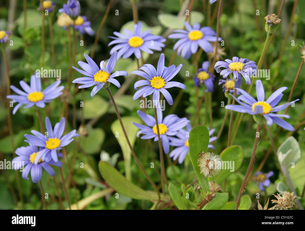 Blaues Gänseblümchen oder Blue Marguerite, Felicia Amelloides Syn F. Aethiopica, Asteraceae, Südafrika. Stockfoto