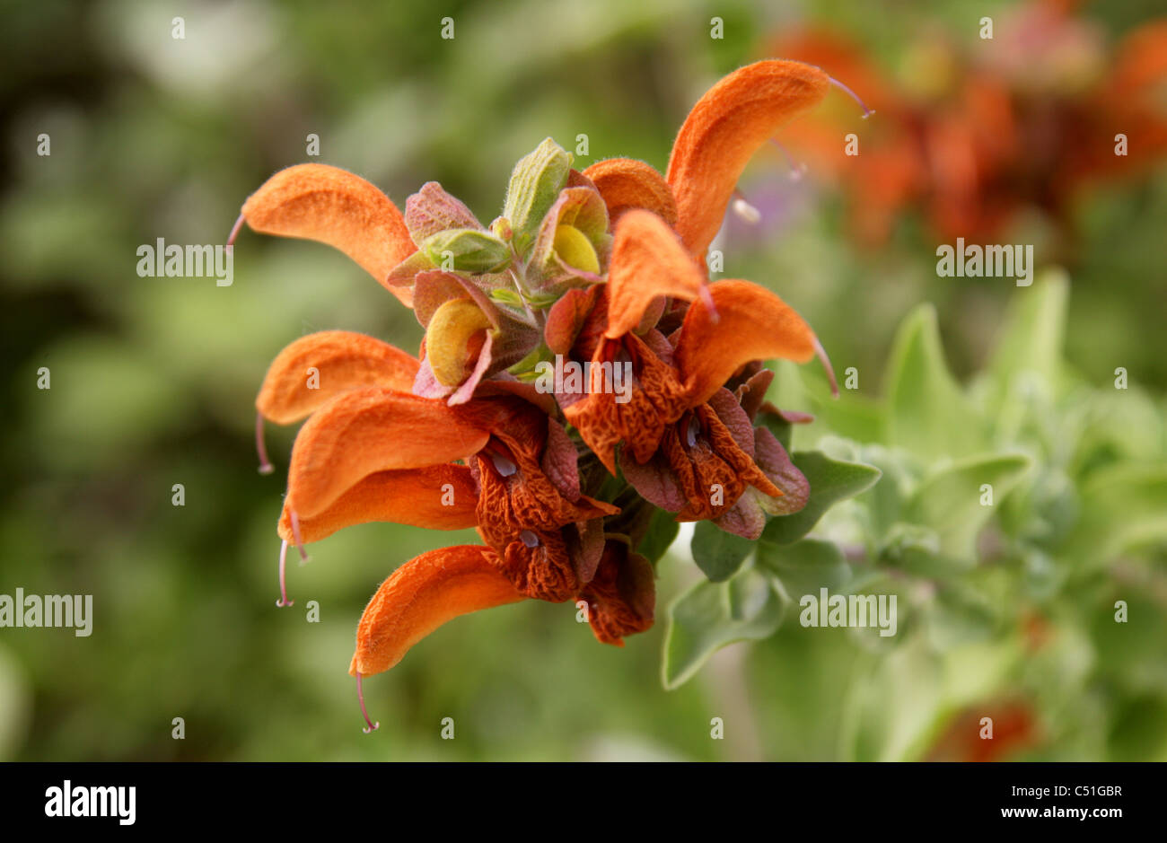 Strand, Salvia, Dune Salvia oder Golden Salvia Salvia Africana-Lutea, Lamiaceae (Labiatae). Syn. S. Aurea. Südafrika. Stockfoto