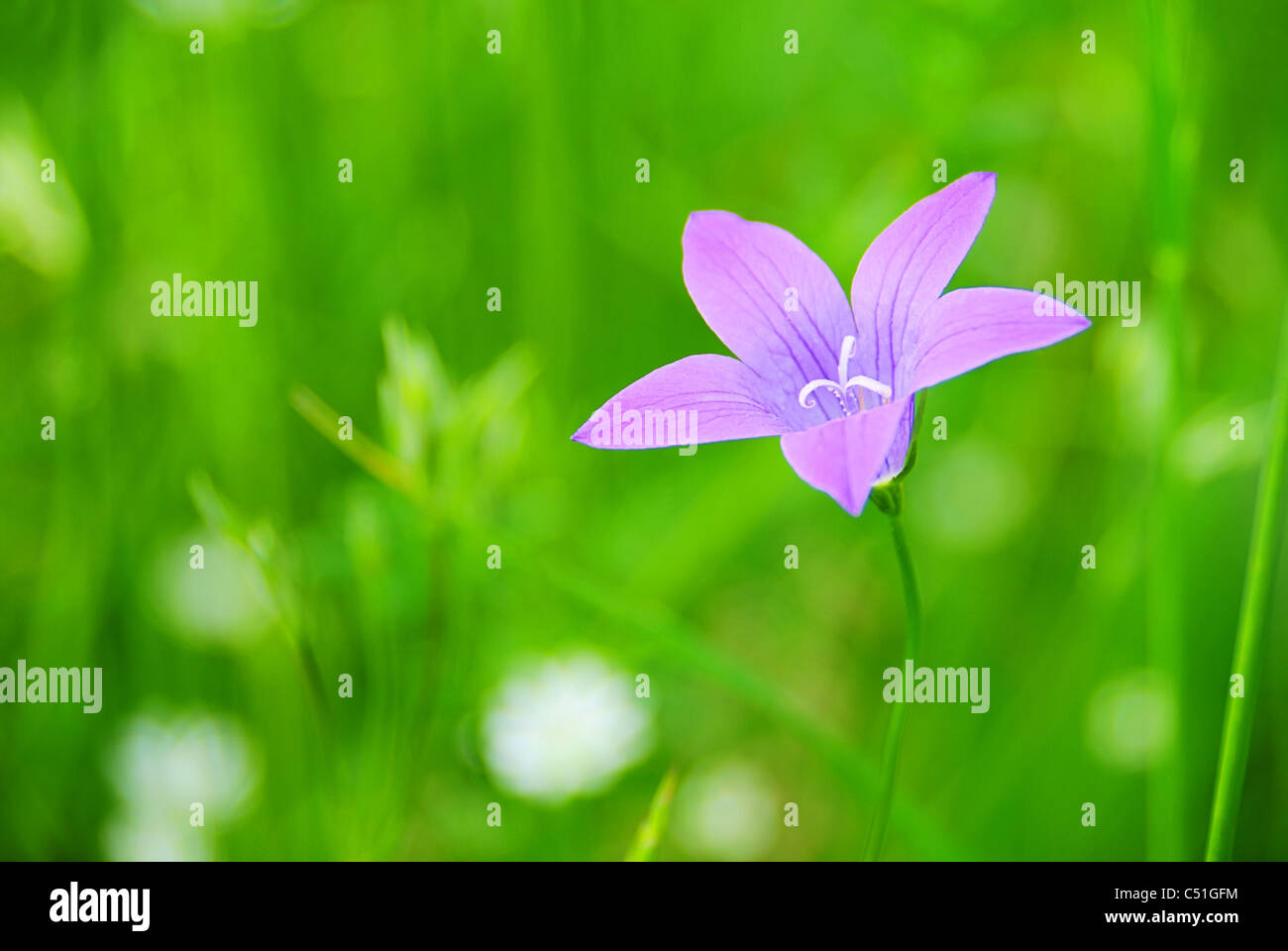 Wiesenglockenblume - Verbreitung Glockenblume 01 Stockfoto