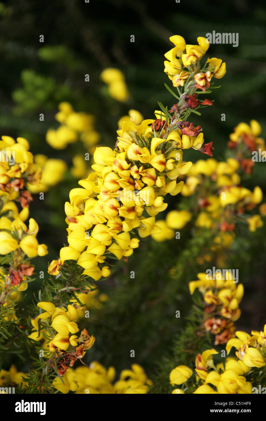Honeybush Teepflanze, Cyclopia Pubescens, Fabaceae. Kap-Provinz, Südafrika. Fynbos. Stockfoto
