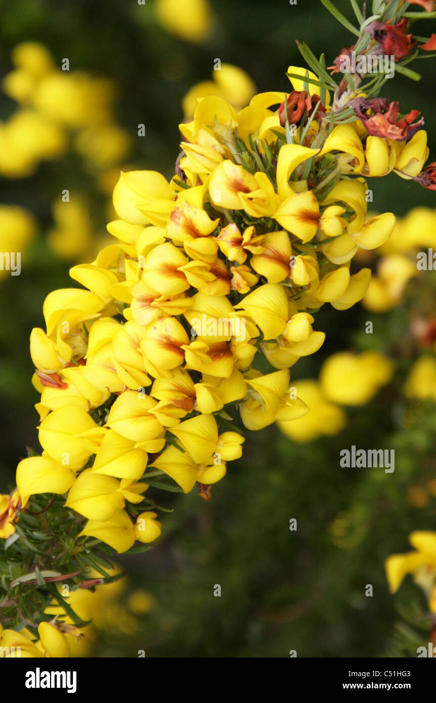 Honeybush Teepflanze, Cyclopia Pubescens, Fabaceae. Kap-Provinz, Südafrika. Fynbos. Stockfoto