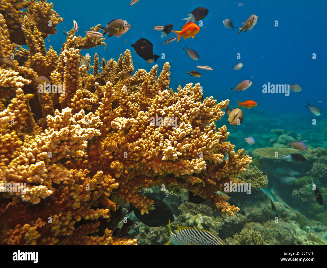 Steinkorallenkolonien und Fische am Great Barrier Reef Australien Stockfoto