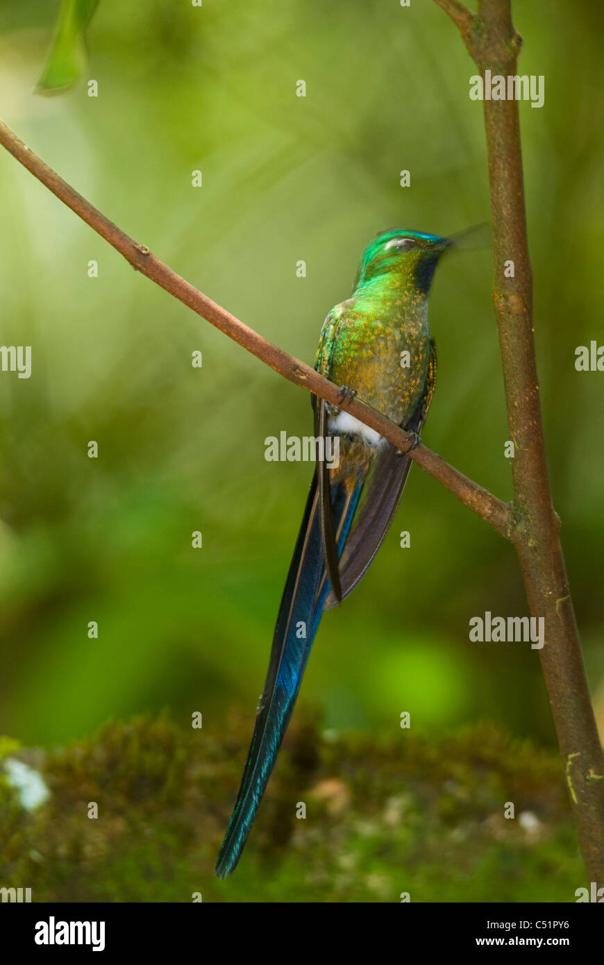 Long-tailed Sylph Kolibri (Aglaiocercus Kingi) in der Nähe von Machu Picchu Peru Stockfoto