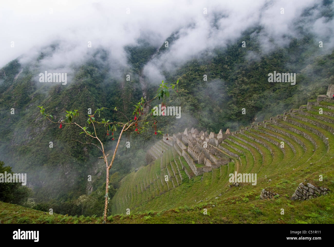 Winay Wayna (Forever Young) Inca Ruinen entlang des Inka Trail in den peruanischen Anden Stockfoto