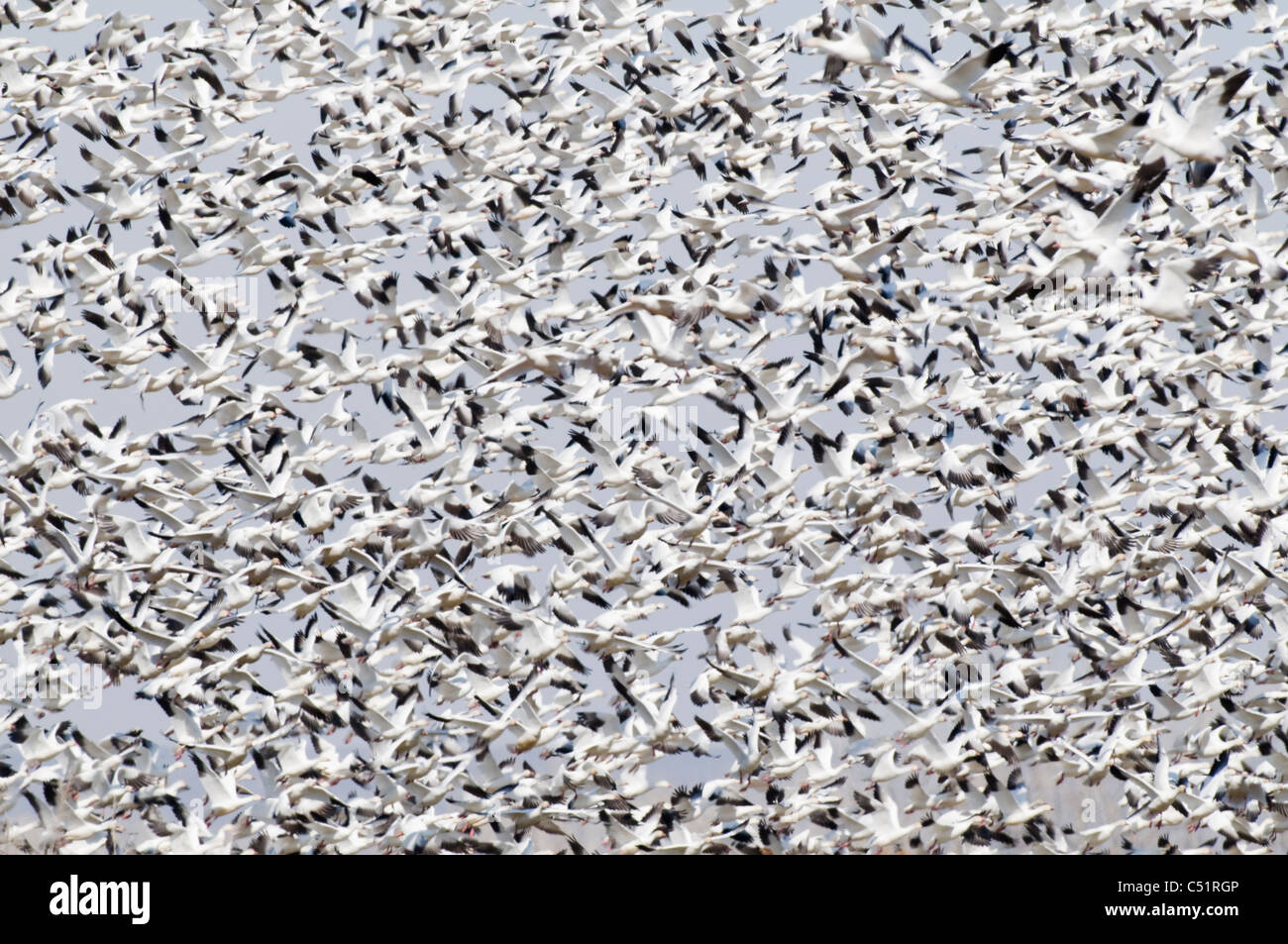 Schneegänse (Chen Caerulescens) im Flug über Fort Boise Wildlife Management Area in SW in Idaho Stockfoto