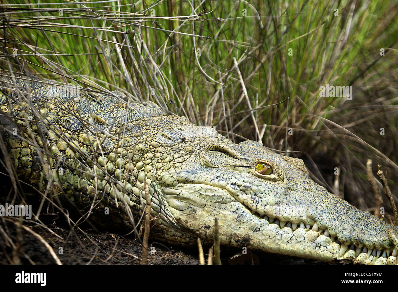Nil-Krokodil (Crocodylus Niloticus) Saadani Nationalpark Tansania Stockfoto
