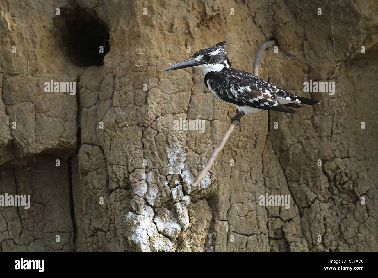Pied Kingfisher (Ceryle Rudis) Saadani Tansania neben nistenden Loch. Stockfoto