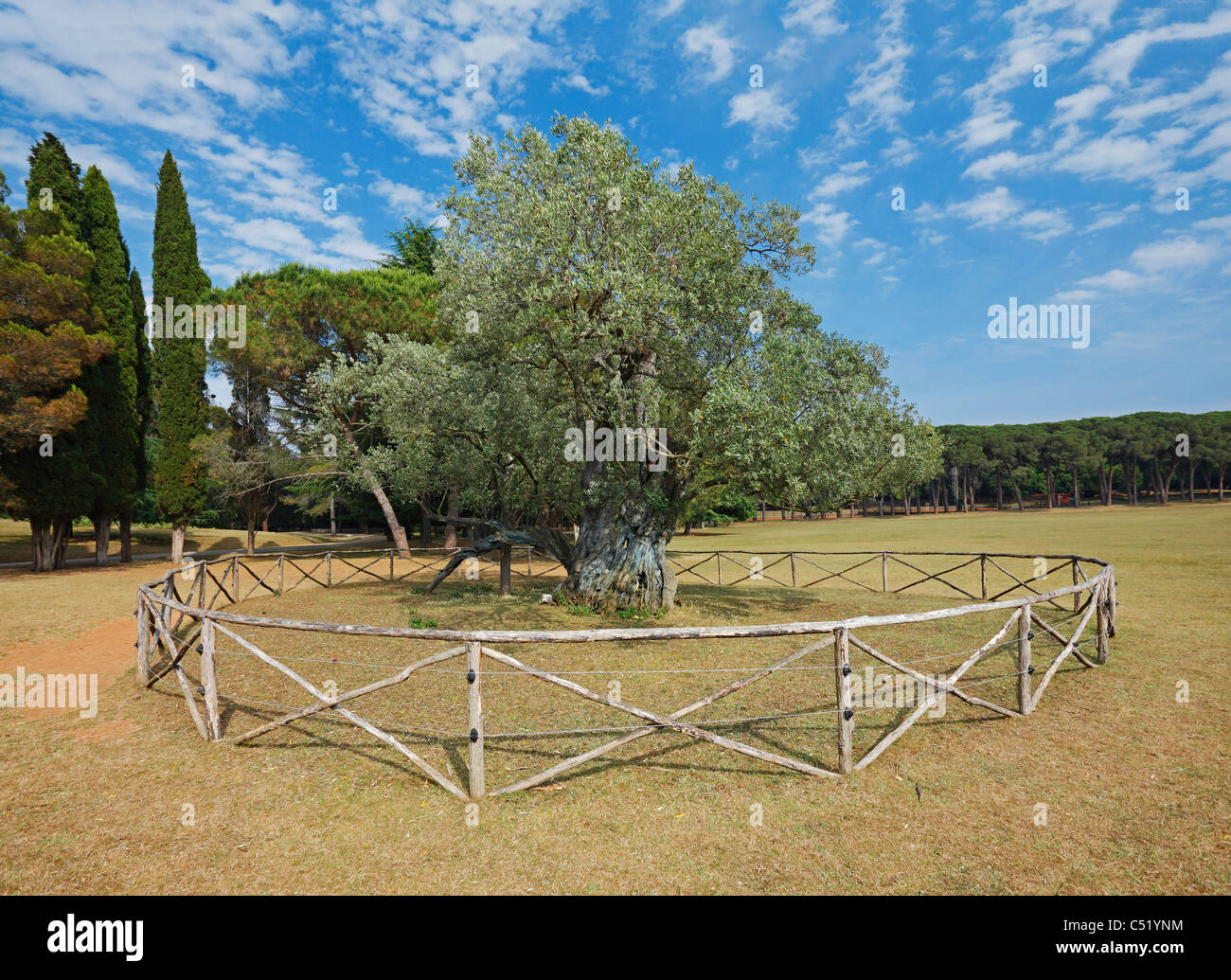 1600 Jahre alten Olivenbaum. Die alten Olivenbaum, einer der ältesten Bäume im Mittelmeer (ca. 1600 Jahre alt). Stockfoto