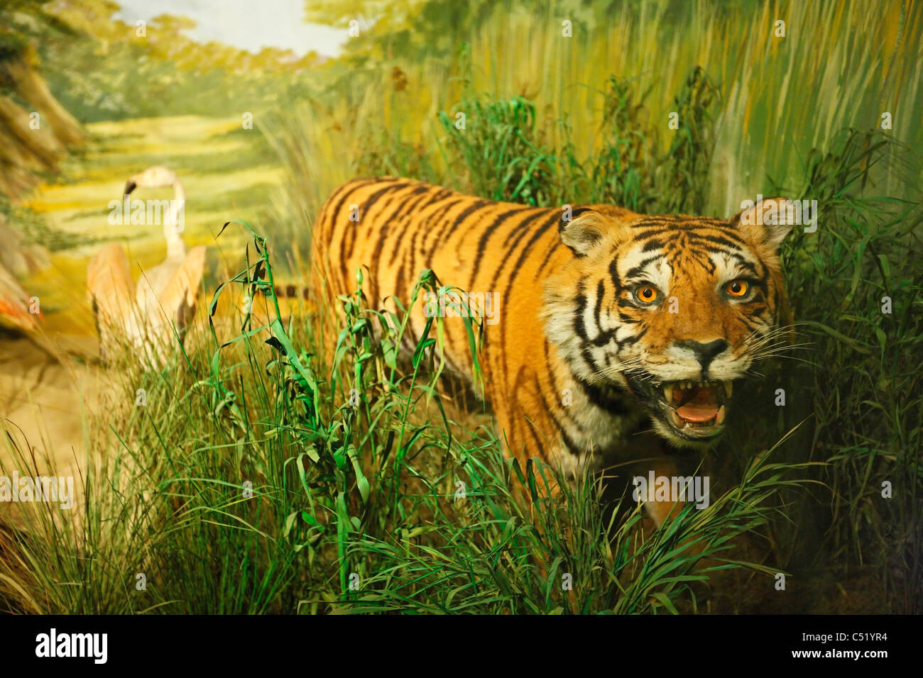 Tiger Stockfoto