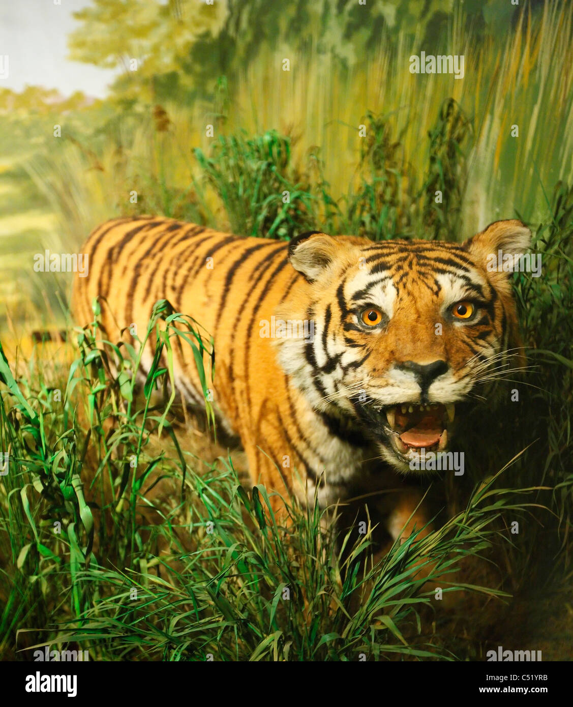 Tiger Stockfoto