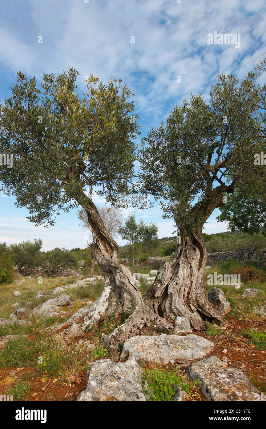 Olivenbaum in Dalmatien Stockfoto