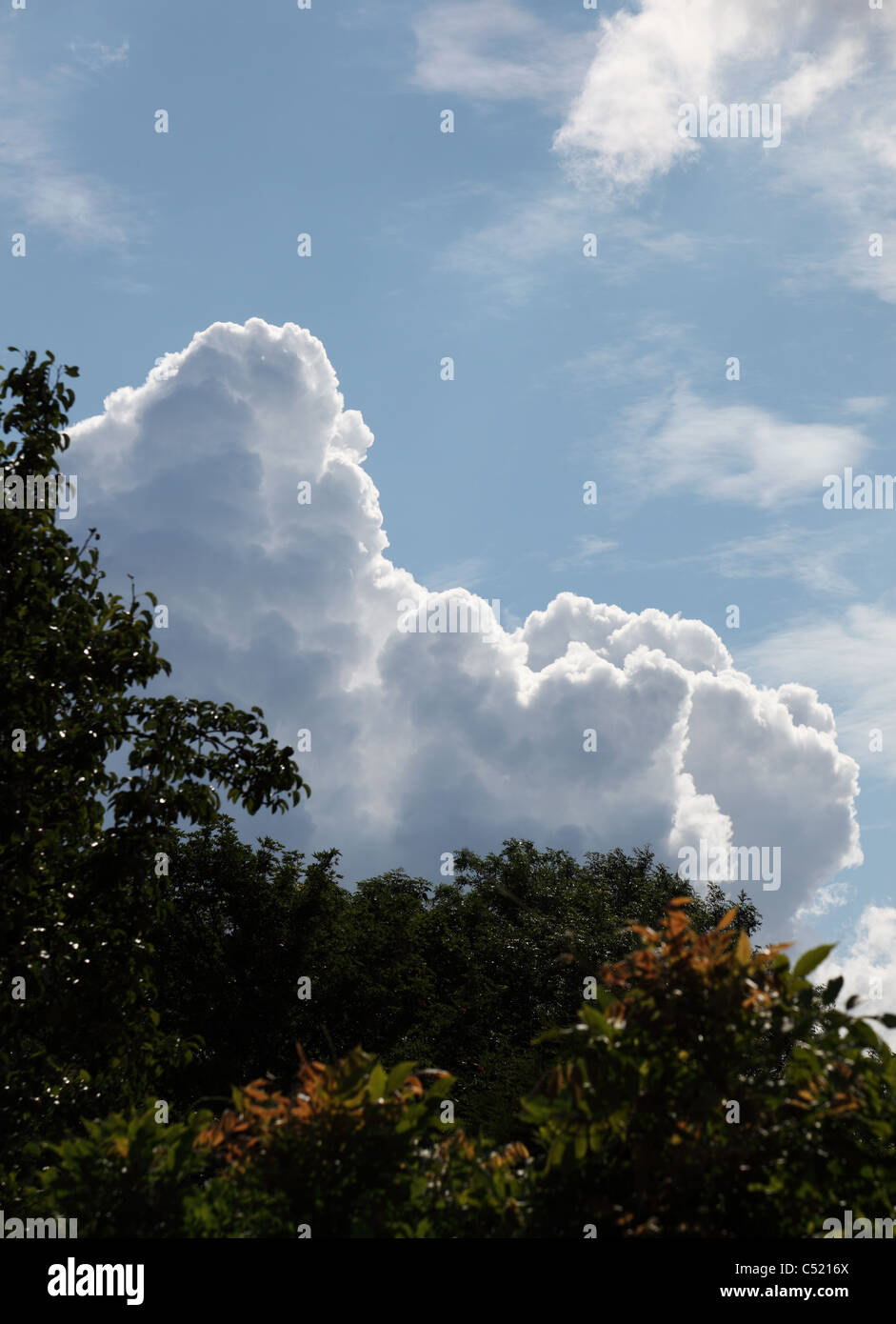 Wolken, die Nachahmung von Baum-Silhouette Stockfoto