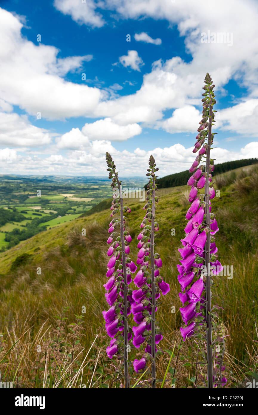 Garth Aussichtspunkt in Powys Mid Wales UK, geschwungene Blick und grünen Hügeln unter blauen Himmel und weiße flauschige Wolken zeigen Stockfoto
