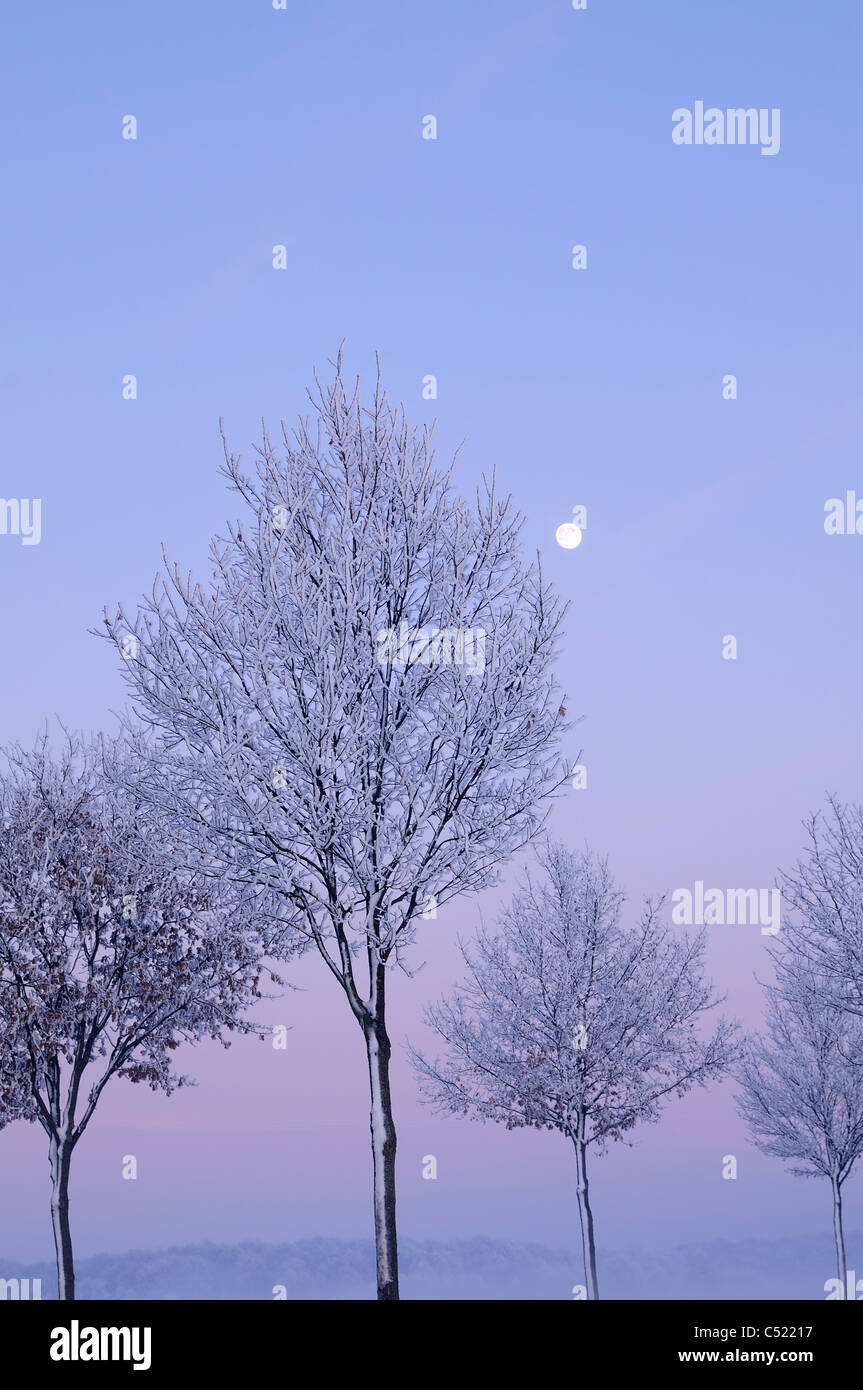 Eine Landschaft mit Baum im Winter Stockfoto