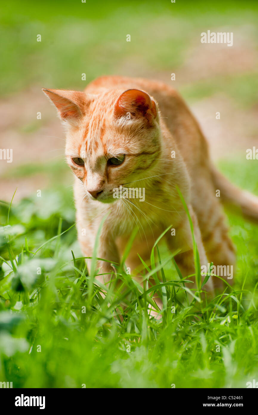 Rot-Griechisch streunende Katze draußen in der Natur Stockfotografie - Alamy