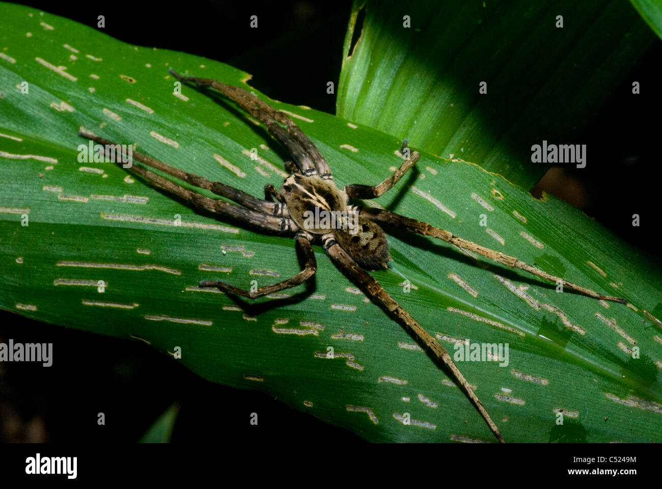 Wandering Spinne (Familie Ctenidae; Phoneutria sp.); Hochgiftige Spinne:  Amazonas-Regenwald, Loreto, Peru Stockfotografie - Alamy