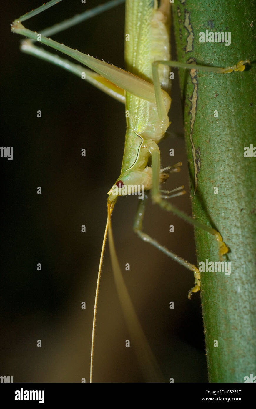 Grashuepfer (Familie Tettigoniidae) im Amazonas-Regenwald in Peru Loreto Stockfoto