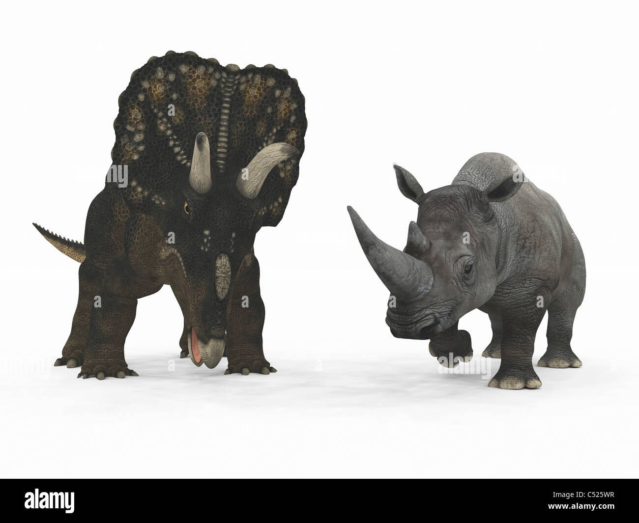 Ein Erwachsener Nedoceratops gegenüber einer modernen Erwachsenen weißer Rhinoceros. Stockfoto