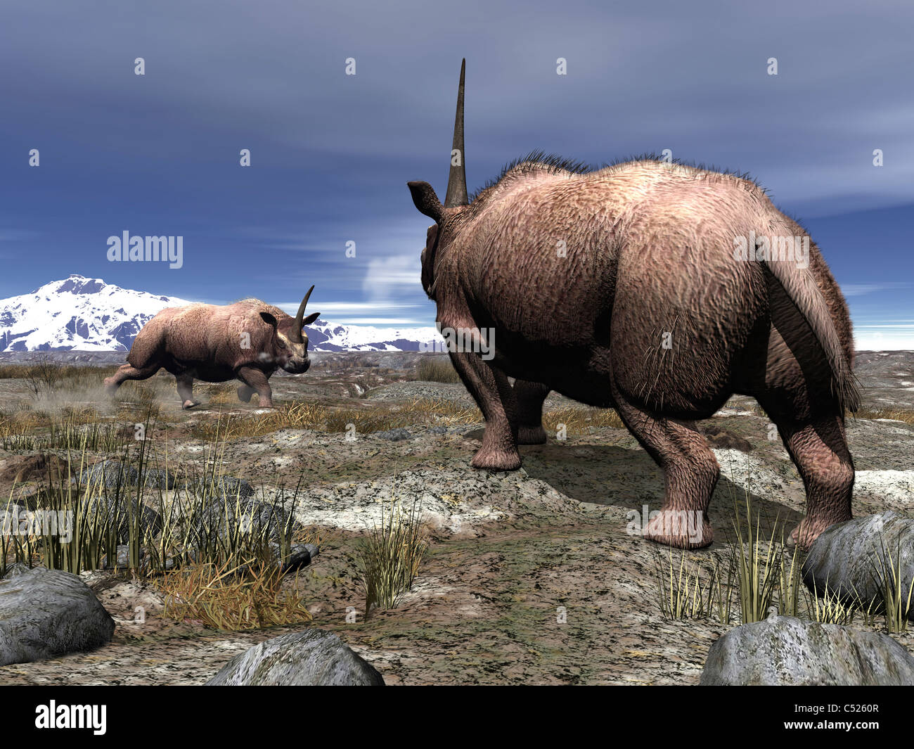 Ein paar männliche Elasmotherium konfrontieren einander. Stockfoto
