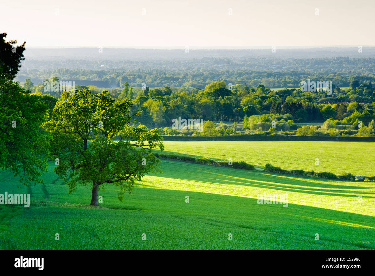 Ackerland und Landschaft in der Nähe von Guildford, Surrey, UK. Stockfoto