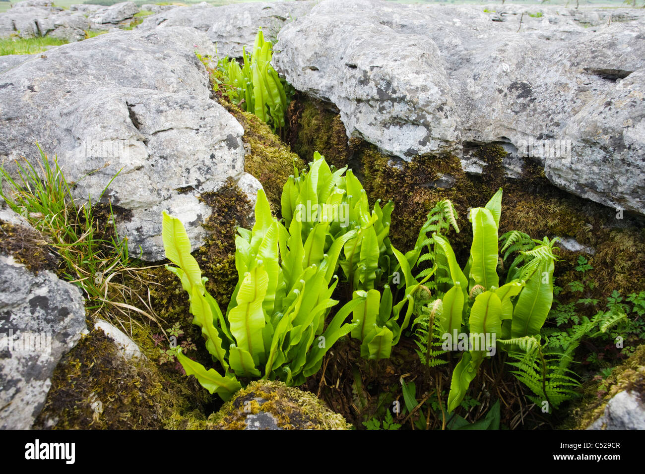 Harts Zunge Farn, Asplenium Scolopendrium wachsen in Kalkstein Pflaster, Yorkshire, Großbritannien Stockfoto