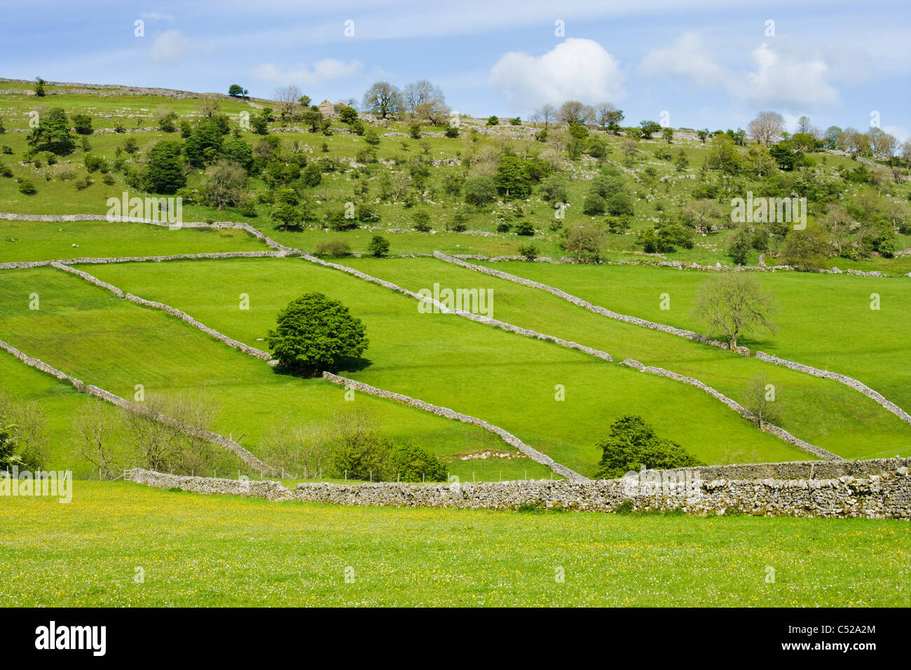 Felder und Trockenmauern Wände in der Nähe von Kettlewell, Yorkshire Dales, UK Stockfoto