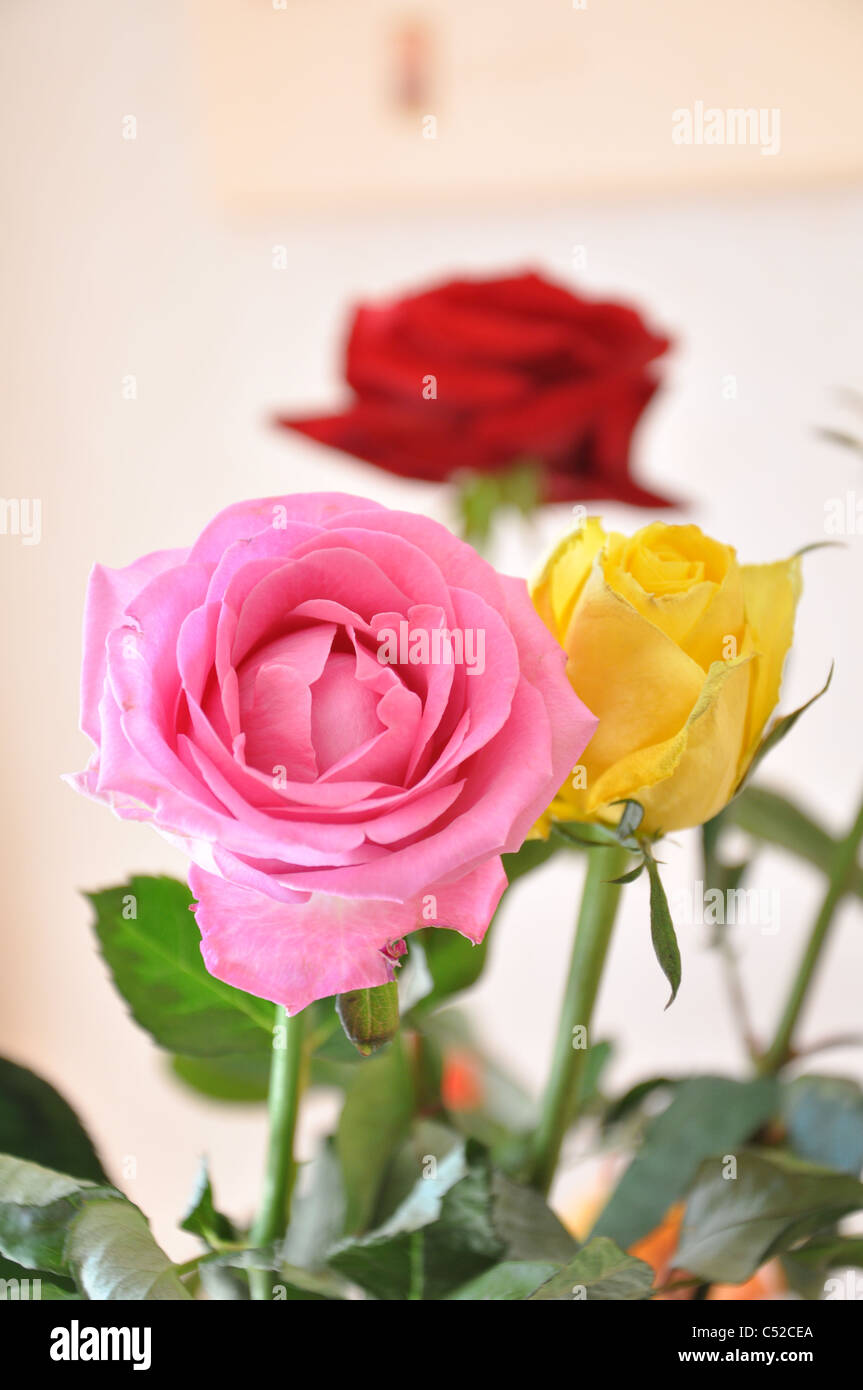 Farben der Rosen Stockfoto